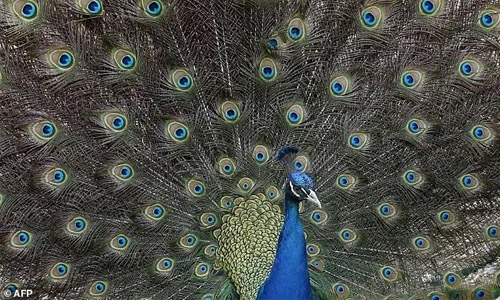 Chaste peacocks, cosmic cows: Indian judge baffles with theories