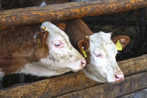 Swiss Cows affected by Mystery Virus illness Swiss Cows affected by Mystery Virus illness