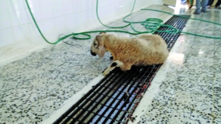 No random slaughter of livestock: officials