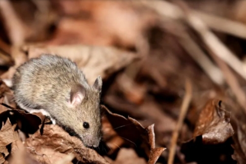 Covid-19 May Alter Sperm and Pass Anxiety Traits to Offspring, Study Finds