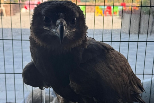 Family rescues injured eagle