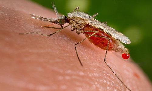 Drug-resistant malaria could spread to Africa