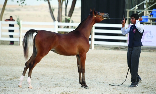 Bahrain Arabian Horse Show kicks off today