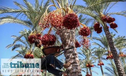 Date palm enters UNESCO list