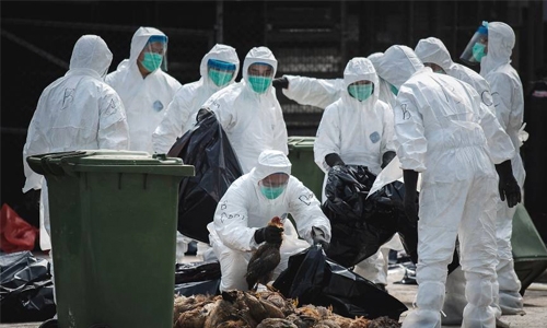 Fears over bird flu in China after 9 deaths this year