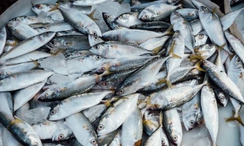 Bahrain bans export of fish and shrimp caught in its territorial waters