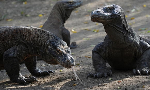 Keen to see a komodo dragon? $500 please, says Indonesia Keen to see a komodo dragon? $500 please, says Indonesia
