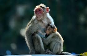 Experimental Coronavirus drug remdesivir effective in monkeys