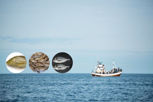Fishing ban lifted on Spangled Emperor, Rabbitfish, and Seabream