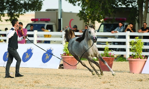 Horse show begins Horse show begins