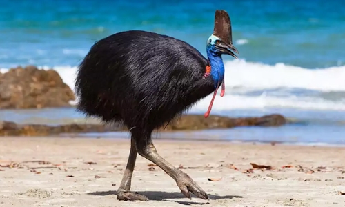 For sale: a giant, ornery bird that killed its last owner