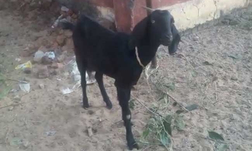 India police arrest goat for grazing in garden