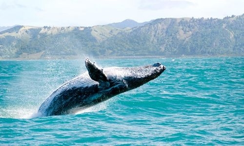Five dead after whale flips boat in New Zealand