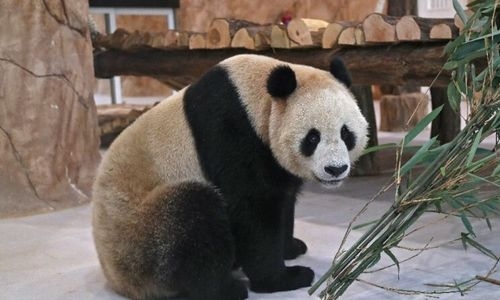 Qatar gets the Middle East’s first pandas