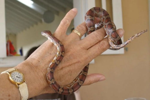 Law to regulate dangerous animals to be debated in Parliament