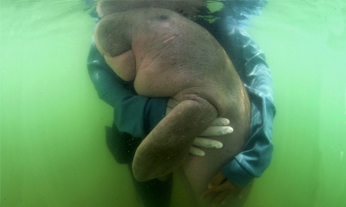The Dugong Show: 24-hour webcast shows star Thai sea cows The Dugong Show: 24-hour webcast shows star Thai sea cows