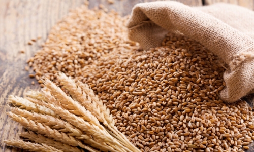 Wheat to last for less than five months as ministry did not adopt national food security plan