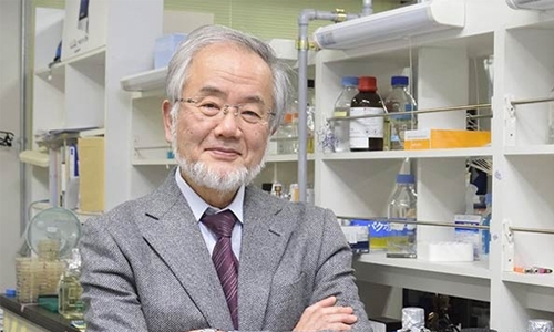Japan's Ohsumi wins Nobel Medicine Prize for work on cell 'recycling' Japan's Ohsumi wins Nobel Medicine Prize for work on cell 'recycling'