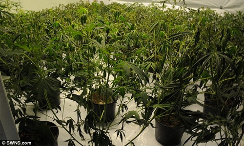 Spain police bust marijuana plantation in disused hotel
