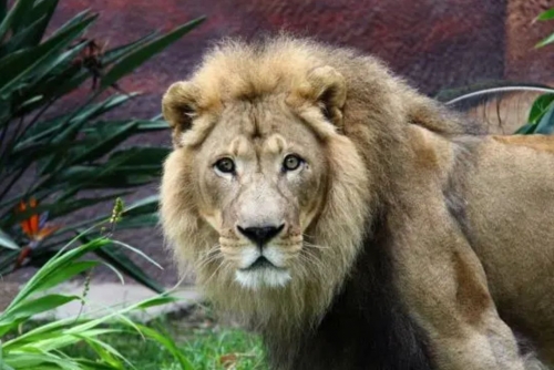 Escaped lion shot dead in Turkey after attacking worker