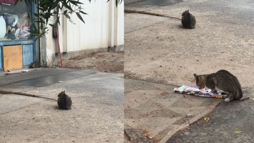 Stray Cats Struggle Through Rain and Cold in the City Stray Cats Struggle Through Rain and Cold in the City