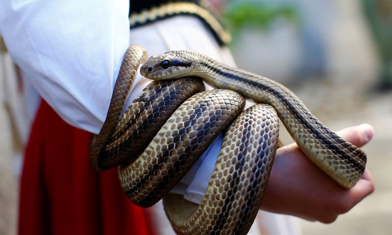 Woman dies after being bitten by snake she bought online