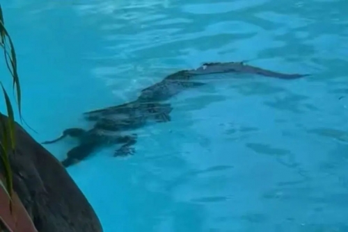Crocodile Spotted Lounging in Luxury Hotel Pool in Northern Australia
