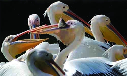 Indian capital's zoo closes over bird flu scare