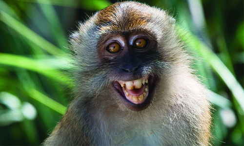 Emission tests on monkeys: VW suspends chief lobbyist Emission tests on monkeys: VW suspends chief lobbyist