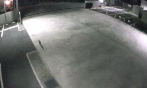 Chemical cat sparks alert in Japan