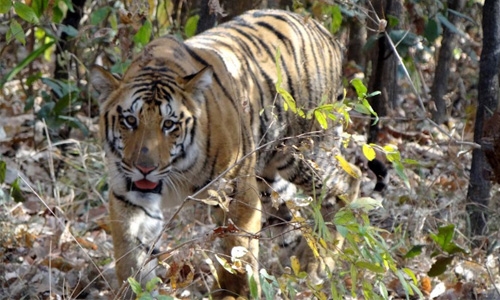 Elephants, tigers kill one human a day in India