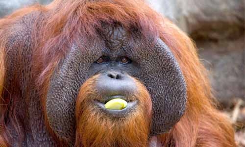 Sign language orangutan dead at 39