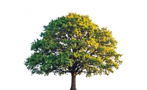 Climate-driven tree deaths speeding up in Australia: study