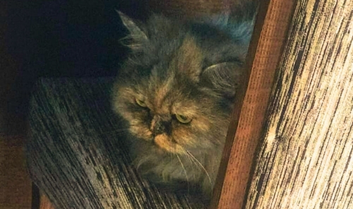 Pet Owners Face Evacuation Dilemma