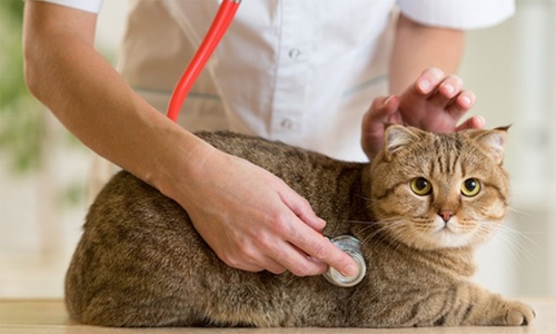 PET VET - Paracetamol toxicity in cats