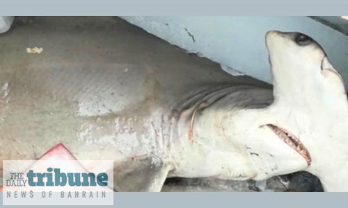 Authorities detect illegally caught hammerhead shark