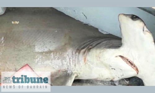 Authorities detect illegally caught hammerhead shark Authorities detect illegally caught hammerhead shark
