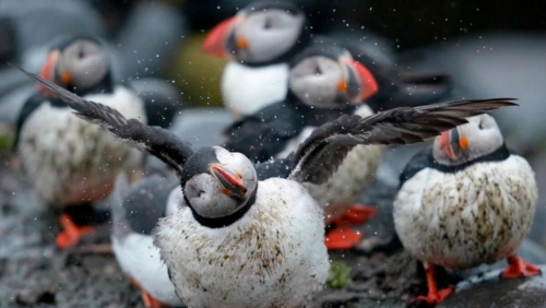 Britain closes bird reserves after suspected avian flu outbreak