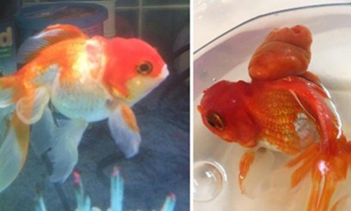 Nemo the goldfish recovering after rare tumour op