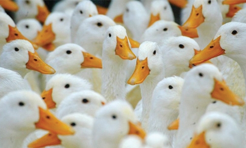OIE: Saudi confirms H5N8 bird flu outbreak