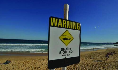 Surfer bitten in reported Australian shark attack Surfer bitten in reported Australian shark attack