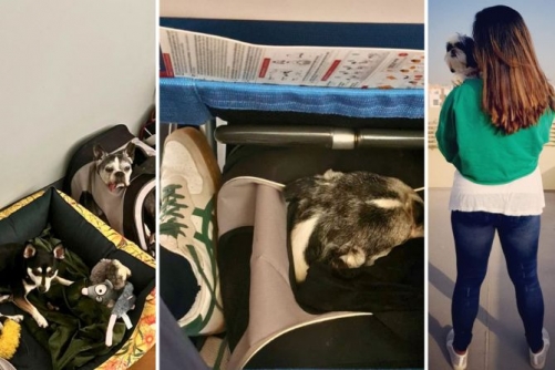 Paws Journey - Pet relocation now demands careful planning