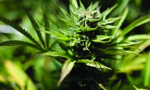 Australia grants first cannabis farm licence