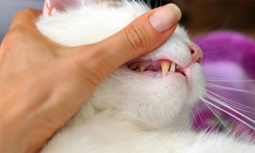 PET VET - Dental disorders of cats 