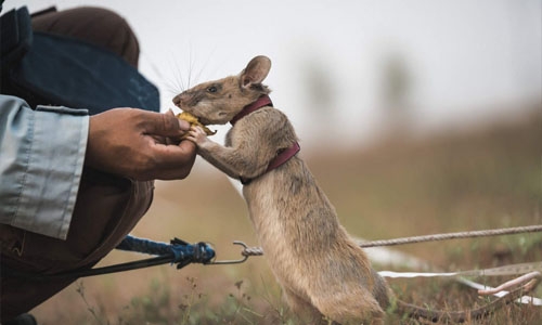 Bomb-sniffing rat retires after award-winning Cambodian career Bomb-sniffing rat retires after award-winning Cambodian career