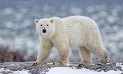 ‘Invasion’ of polar bears in Russian Arctic over