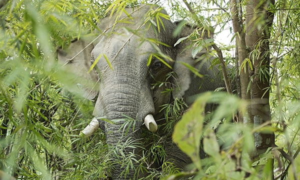 Myanmar torches $1.3m of illegal wildlife parts