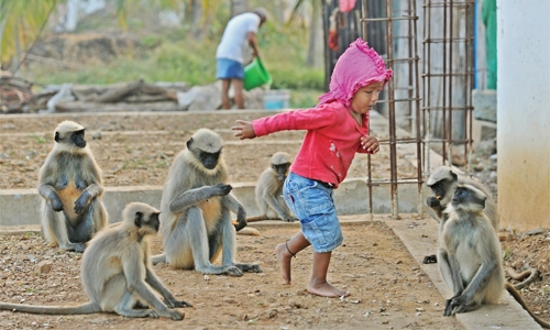 Indian toddler forges bond with monkeys
