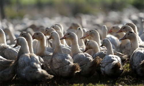 France launches mass duck cull to stem bird flu spread