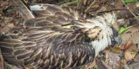 Endangered Philippine eagle shot dead Endangered Philippine eagle shot dead